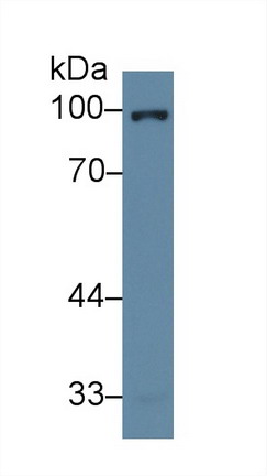 10053