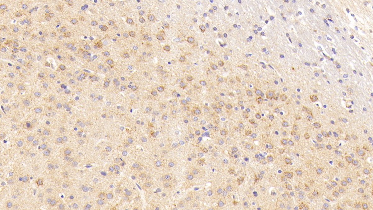 24552