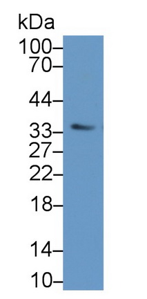20232