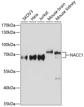 Валидация Elabscience E-AB-64094