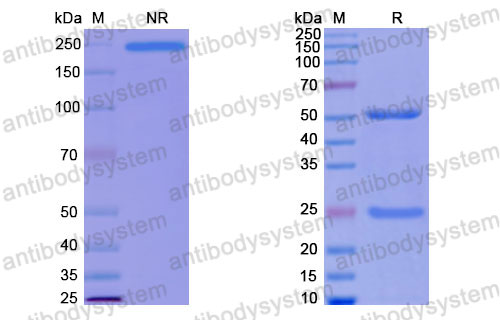Валидация SDS-PAGE - AntibodySystem RHJ92826