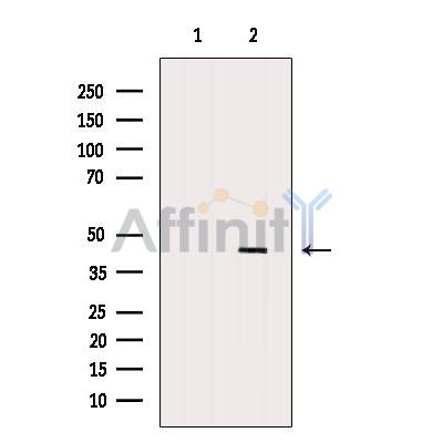 Валидация Affinity DF2939 - 13683