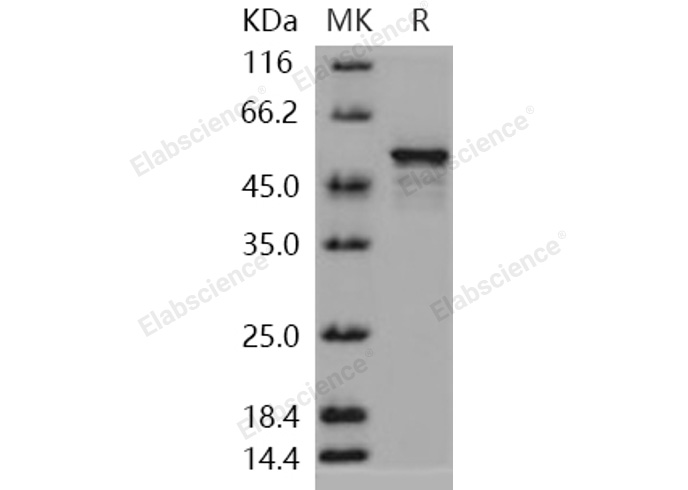Валидация Elabscience PKSH031093(1883)