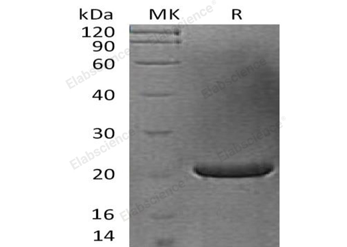 Валидация Elabscience PKSH032434(2911)