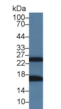 14224