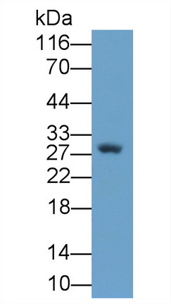 65228