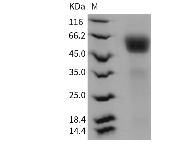 Валидация Elabscience PKSR030394(5731)