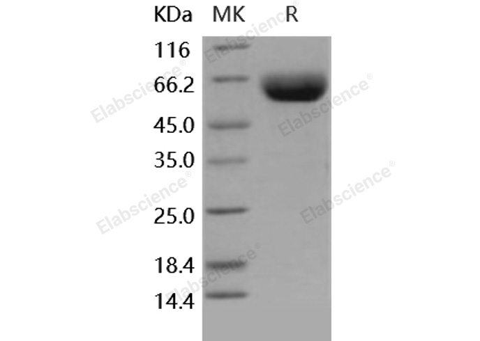 Валидация Elabscience PKSH031785(2420)