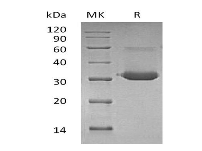 Валидация Elabscience PKSM041044(4971)