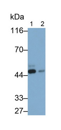 14133