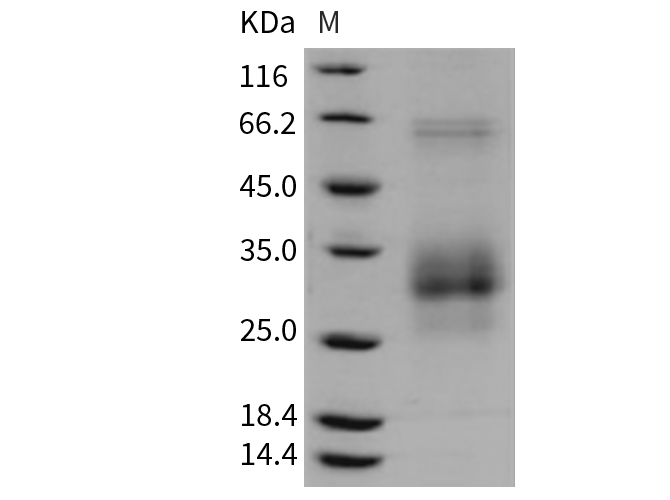 Валидация Elabscience PKSR030383(5721)
