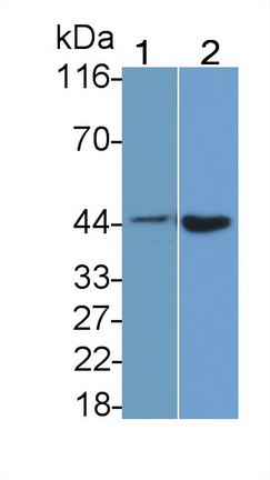 22760