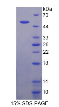 60213
