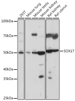 Валидация Elabscience E-AB-92135