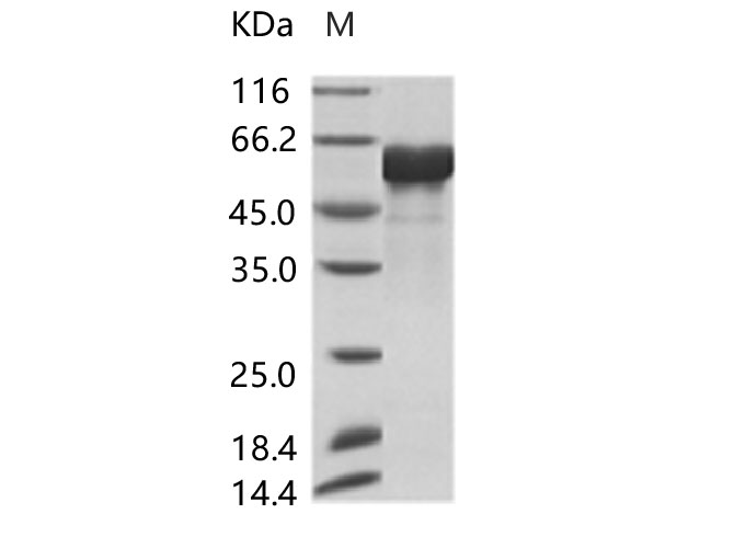 Валидация Elabscience PKSV030118(5895)