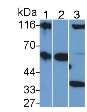 23063