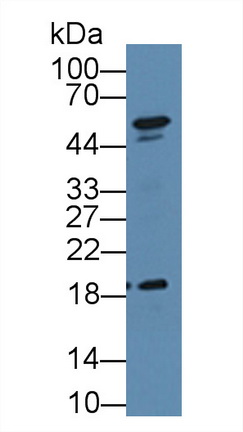 8727