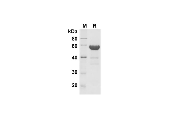 Валидация Elabscience PDMH100301(913)