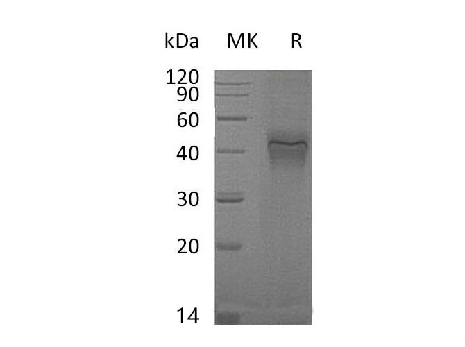 Валидация Elabscience PKSM041060(4986)