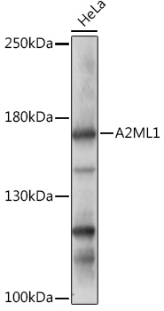 Валидация Elabscience E-AB-91925