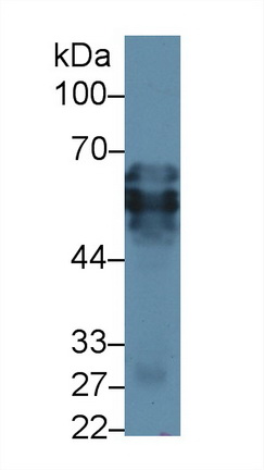 13496