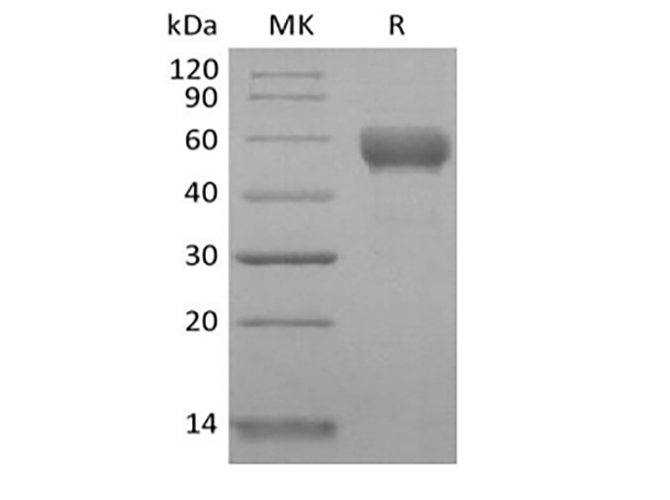 Валидация Elabscience PKSH033891(4123)