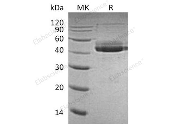 Валидация Elabscience PKSH032212(2729)