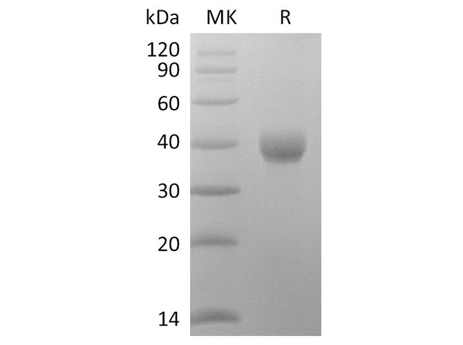 Валидация Elabscience PKSR030477(5781)