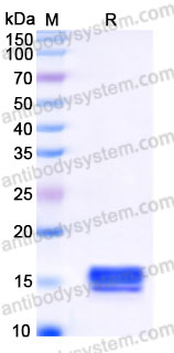 YHG51301, SDS-PAGE