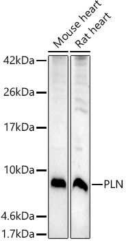 Валидация Elabscience E-AB-93218