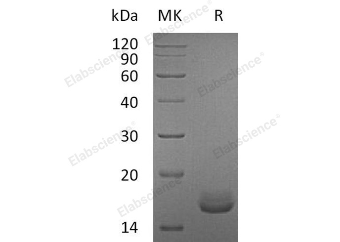 Валидация Elabscience PKSH032148(2680)