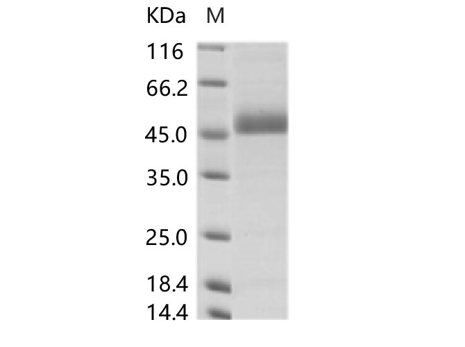Валидация Elabscience PKSV030131(5908)