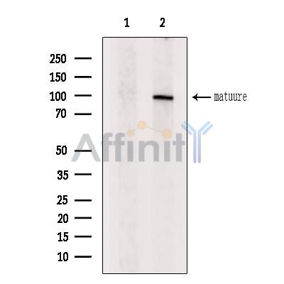 Валидация Affinity DF9280 - 21726