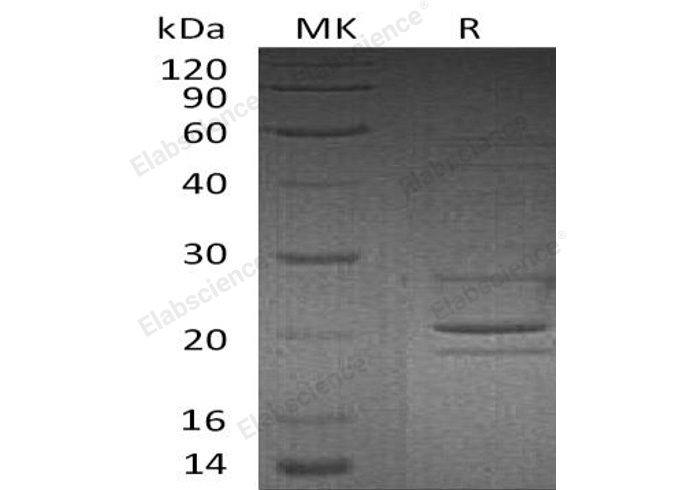 Валидация Elabscience PKSH033094(3459)