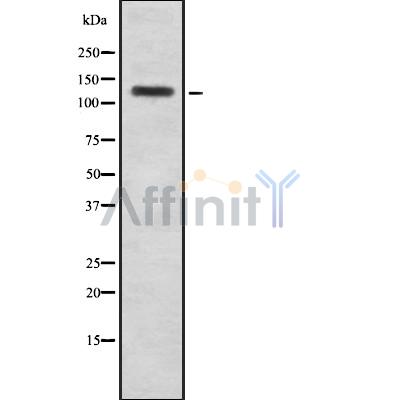 Валидация Affinity DF8222 - 20054
