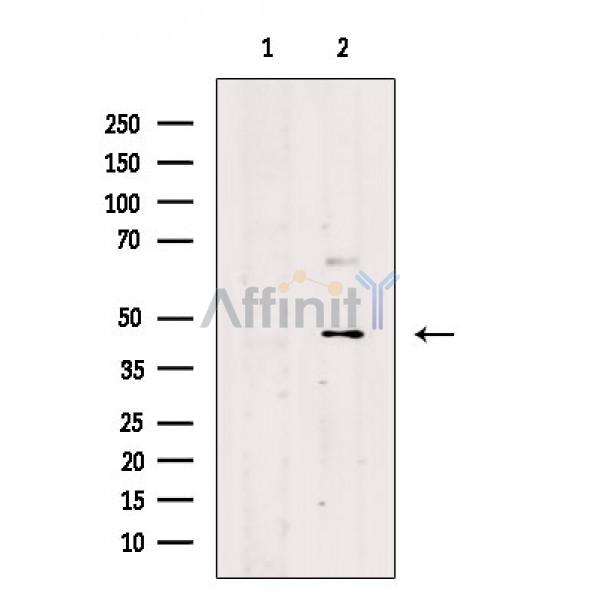 Валидация Affinity DF2590 - 13272