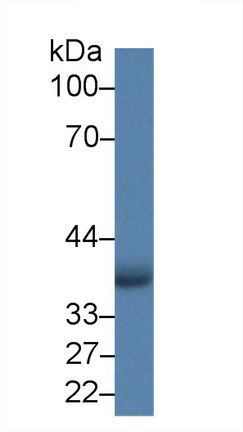 14334