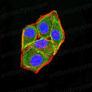 Валидация IF - AntibodySystem RHB82101