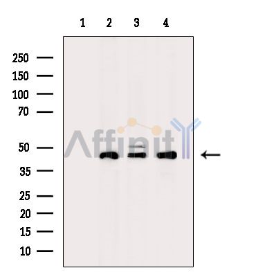 Валидация Affinity DF14019 - 9779