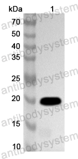 Валидация AntibodySystem PHA74501