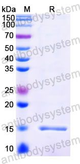 Валидация SDS-PAGE - AntibodySystem RXX10106