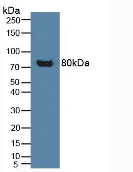 4651