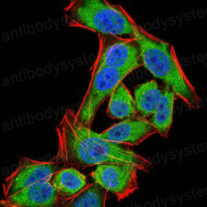 Валидация IF - AntibodySystem RHA56302