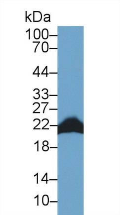 13662