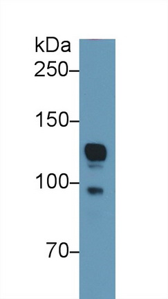 13223
