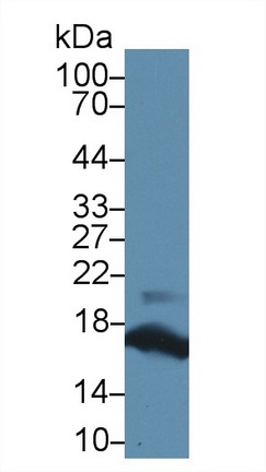 10435