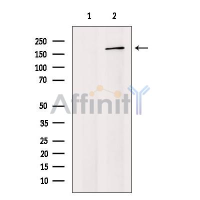 Валидация Affinity DF4186 - 15536