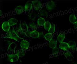 Валидация IF - AntibodySystem RHB86921 (185)