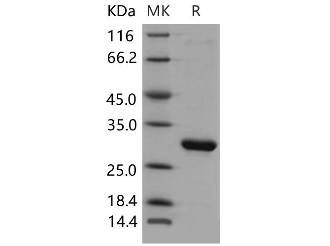 Валидация Elabscience PKSM040631(4616)