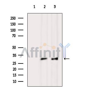 Валидация Affinity DF14713 - 10779